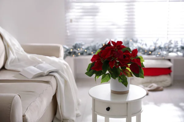 Belle Poinsettia Pot Sur Table Maison Fleur Noël Traditionnelle — Photo