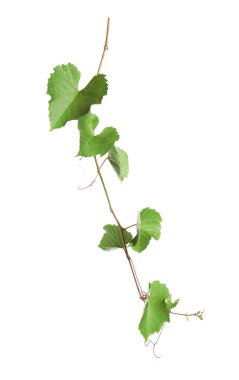 Beyaz yapraklı taze üzüm.