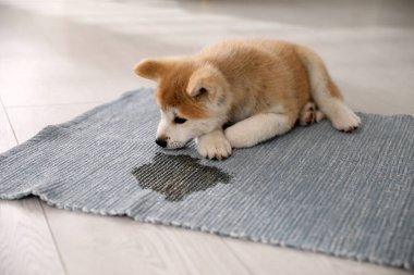 Şirin akita inu puppy halıdaki su birikintisinin yanında.