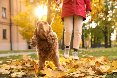 Sonbahar günü parkta sevimli Cocker Spaniel 'i olan bir kadın.