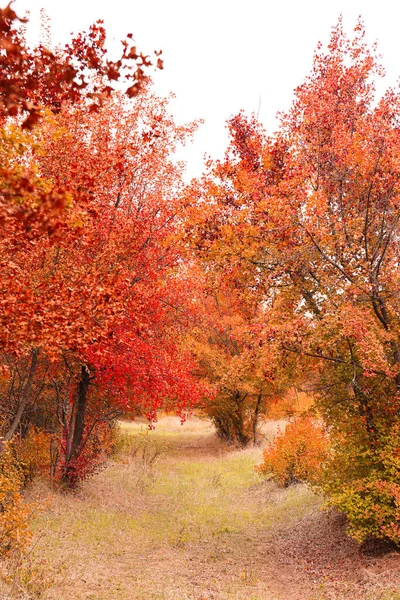 Hermosa Vista Del Parque Con Árboles Día Otoño — Foto de Stock