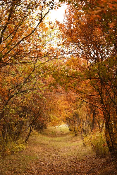 秋の日に木のある公園の美しい景色 — ストック写真