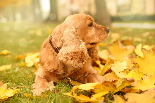 Niedlicher Cocker Spaniel Park Einem Herbsttag — Stockfoto