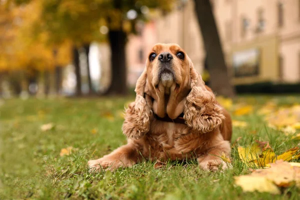 Cute Cocker Spaniel Parku Jesienny Dzień — Zdjęcie stockowe