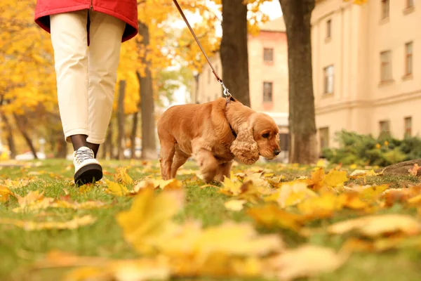 Woman Cute Cocker Spaniel Park Autumn Day — Stock Photo, Image