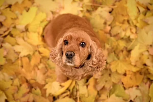 Cute Cocker Spaniel Kolorowe Jesienne Liście Zewnątrz Widok Góry — Zdjęcie stockowe