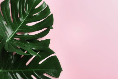 Pembe arka planda güzel canavar yaprakları, metin için yeri olan düz bir yer. Tropik bitki