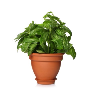 Beyaz tencerede yemyeşil fesleğen