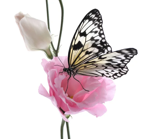 Beau Papillon Papier Riz Assis Sur Une Fleur Eustomie Sur — Photo