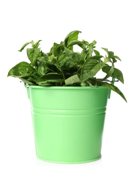 Lush Green Basil Bucket Isolated White — Stock Photo, Image