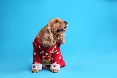 Açık mavi arka planda Noel süveteri içinde sevimli Cocker Spaniel, metin için yer
