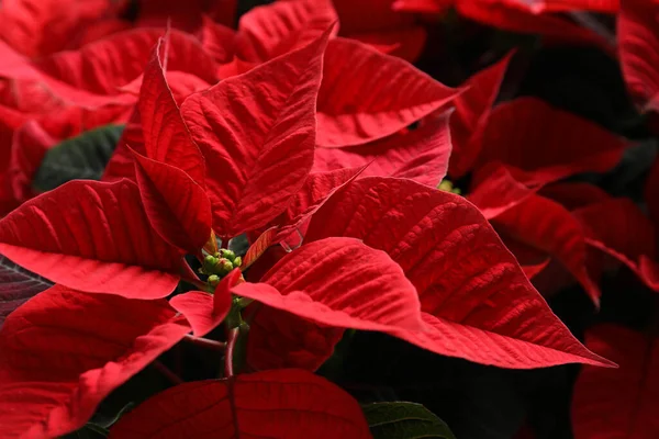 Red Poinsettia Como Fondo Primer Plano Navidad Flor Tradicional — Foto de Stock