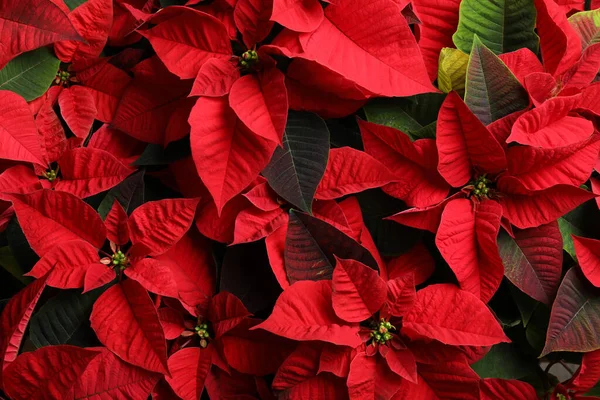 Red Poinsettia Como Fondo Primer Plano Navidad Flor Tradicional — Foto de Stock