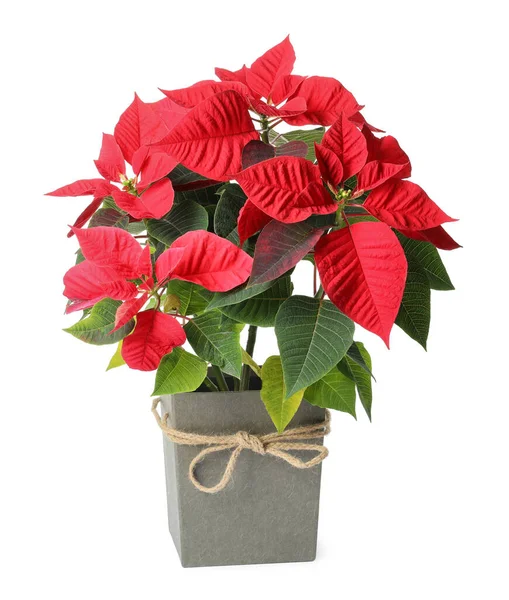 Red Poinsettia Nın Çömleği Beyaza Izole Edilmiş Geleneksel Noel Çiçeği — Stok fotoğraf