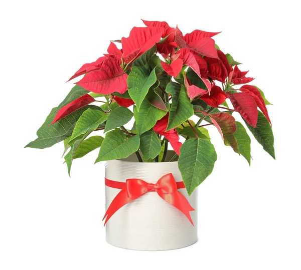 Red Poinsettia Nın Çömleği Beyaza Izole Edilmiş Geleneksel Noel Çiçeği — Stok fotoğraf