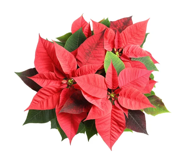 Red Poinsettia Geïsoleerd Wit Bovenaanzicht Kerstmis Traditionele Bloem — Stockfoto