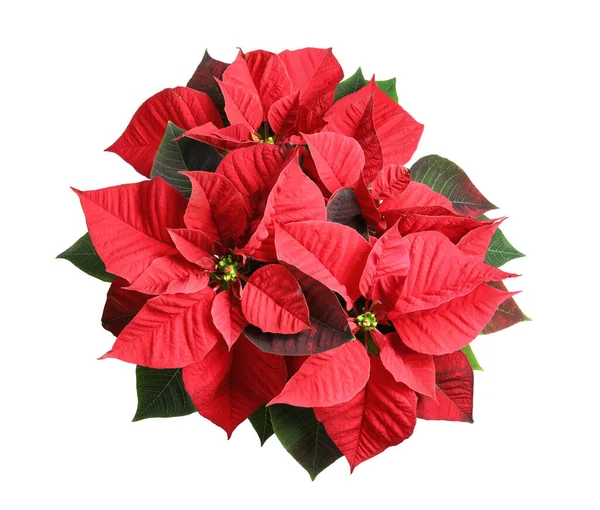 Red Poinsettia Isolado Branco Vista Superior Natal Flor Tradicional — Fotografia de Stock