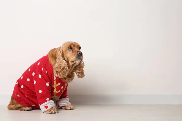 Adorável Cocker Spaniel Camisola Natal Perto Parede Branca Espaço Para — Fotografia de Stock