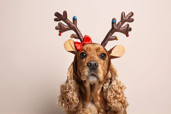 Adorable Cocker Spaniel Dog Reindeer Headband Light Background — Stock Photo, Image