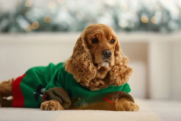 Uroczy Cocker Spaniel Świątecznym Swetrze Rozmytym Tle — Zdjęcie stockowe