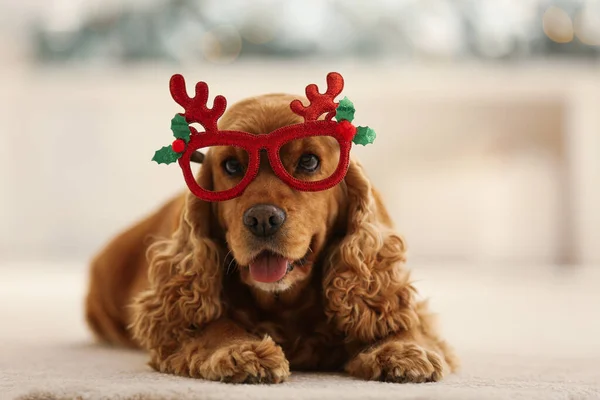 Adorable Cocker Spaniel Dog Party Glasses Blurred Background Closeup — Stock Photo, Image