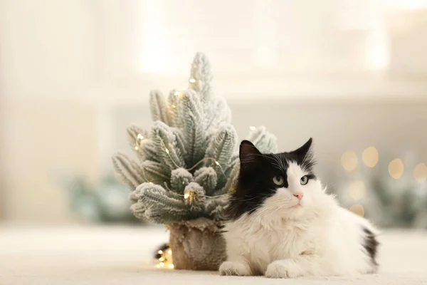 Αξιολάτρευτη Γάτα Κοντά Διακοσμητικό Χριστουγεννιάτικο Δέντρο Θολή Φόντο — Φωτογραφία Αρχείου