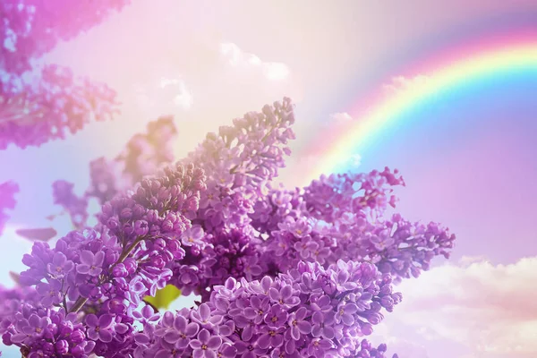 Lilas Fleurs Ciel Étonnant Avec Arc Ciel Sur Fond Tonique — Photo