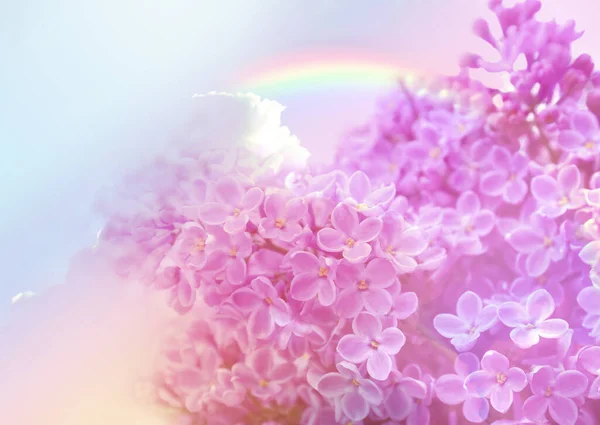 Lilas Fleurs Ciel Étonnant Avec Arc Ciel Sur Fond Tonique — Photo