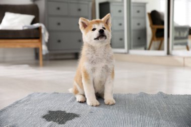 Evdeki su birikintisinin yanındaki sevimli akita inu puppy.