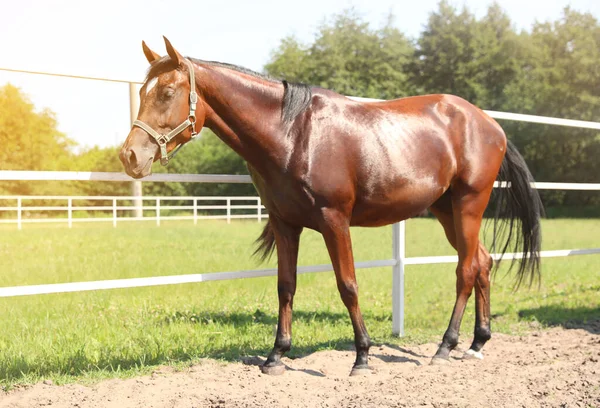 Güneşli Bir Günde Bay Horse Çayırda Güzel Hayvan — Stok fotoğraf