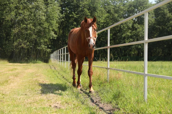 Kastanienpferd Auf Der Koppel Einem Sonnigen Tag Schönes Haustier — Stockfoto