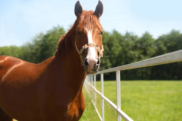 Cavalo Castanho Cais Dia Ensolarado Belo Animal Estimação — Fotografia de Stock