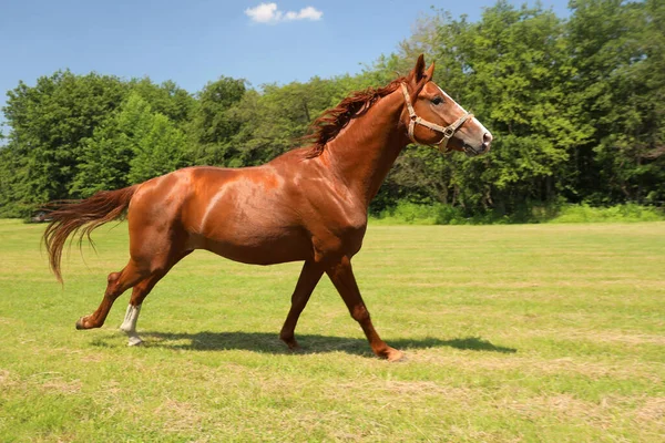 Cavalo Castanho Livre Dia Ensolarado Belo Animal Estimação — Fotografia de Stock