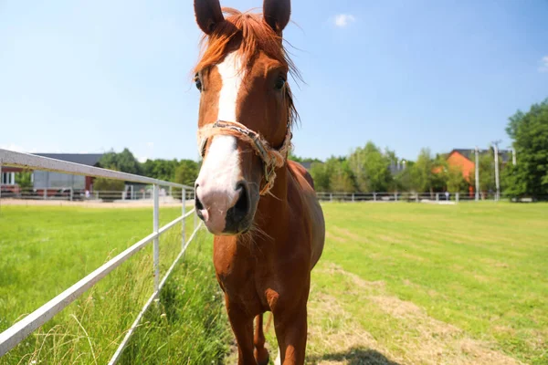 Cavalo Castanho Cais Dia Ensolarado Belo Animal Estimação — Fotografia de Stock