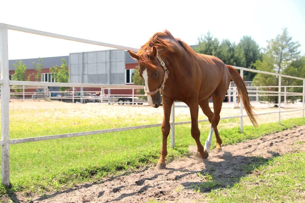 Güneşli Bir Günde Çayırda Kestane Atı Güzel Hayvan — Stok fotoğraf