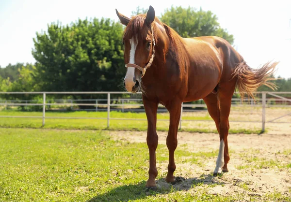 Cavalo Castanho Cais Dia Ensolarado Belo Animal Estimação — Fotografia de Stock