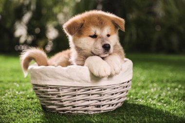Yeşil çimlerin üzerinde hasır sepette şirin bir Akita Inu yavrusu.