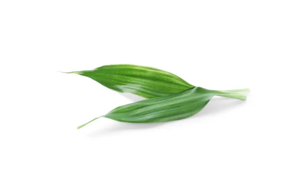 Frische Grüne Ingwerblätter Isoliert Auf Weiß — Stockfoto