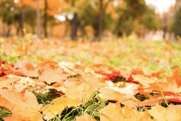 Färgglada Höstlöv Grön Gräsmatta Parken Närbild — Stockfoto