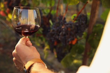 Güneşli bir günde bağda elinde şarap kadehi tutan adam, yakın plan.