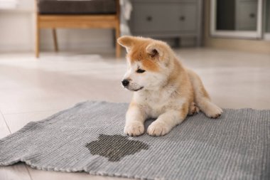Evdeki su birikintisinin yanındaki sevimli akita inu puppy.