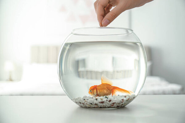 Woman feeding beautiful goldfish at home, closeup