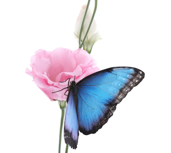 Красива Загальна Морфо Метелик Сидить Квіточці Еустоми Білому Тлі — стокове фото