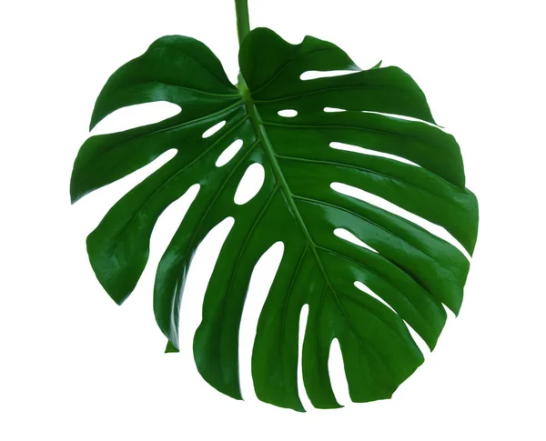 Bella Foglia Monstera Isolata Bianco Impianto Tropicale — Foto Stock