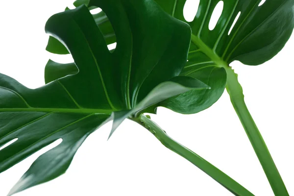 Bela Monstera Folhas Fundo Branco Closeup Plantas Tropicais — Fotografia de Stock