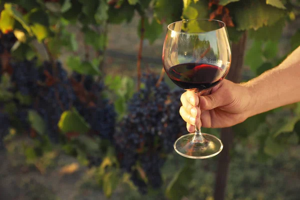 Uomo Che Tiene Bicchiere Vino Vigna Nelle Giornate Sole Primo — Foto Stock