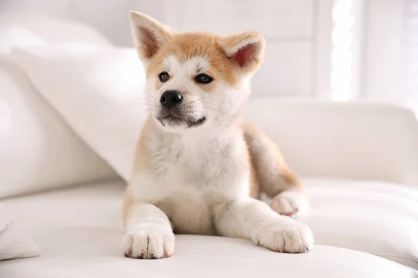 Sevimli Akita Inu Puppy Kanepede Uzanıyor — Stok fotoğraf