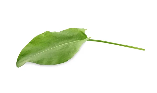 Свіжий Зелений Одинарний Листок Бочки Ізольований Білому Вигляд Зверху — стокове фото