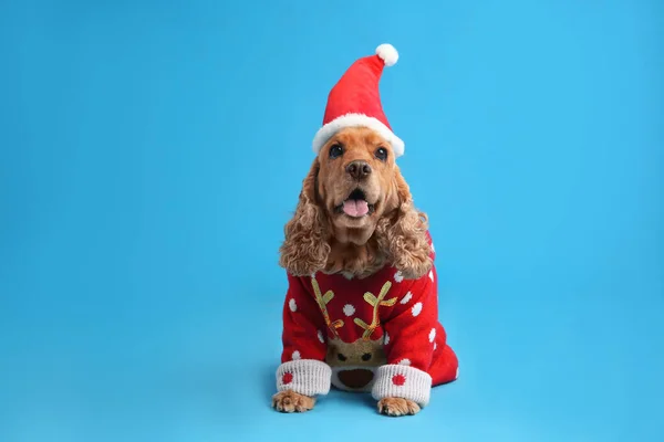 Adorable Cocker Spaniel Christmas Sweater Santa Hat Light Blue Background — Stock Photo, Image