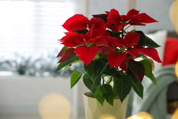 아름다운 전통적 크리스마스 냄비에 놓여져 클로즈업 — 스톡 사진